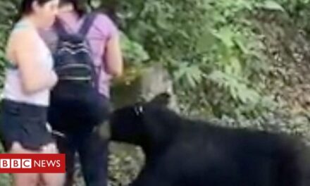 La mujer se toma una selfie mientras el oso salvaje se huele