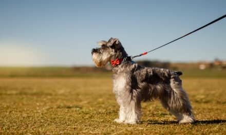 Se ha advertido a los dueños de perros que se enfrentan a una multa de £ 1,000 si sus correas miden más de un metro en las nuevas reglas de tránsito