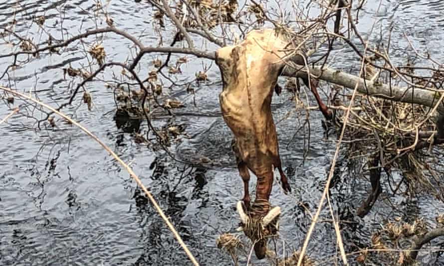 Una oveja muerta sobre el río Wharfe.