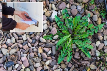 Soy un profesional de la jardinería: mi punta elimina las malas hierbas sin esfuerzo y no cuesta nada