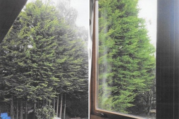 Nuestras facturas de electricidad se dispararon después de que el enorme seto de nuestro vecino bloqueara la luz