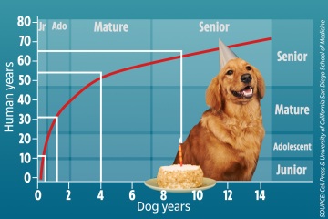 Calculó mal la edad de su perro: la tabla revela la verdadera 