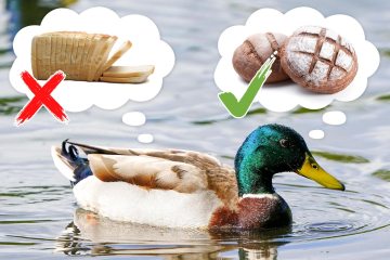 Los patos deben ser alimentados con pan integral o de granero y NO blanco, dice el consejo