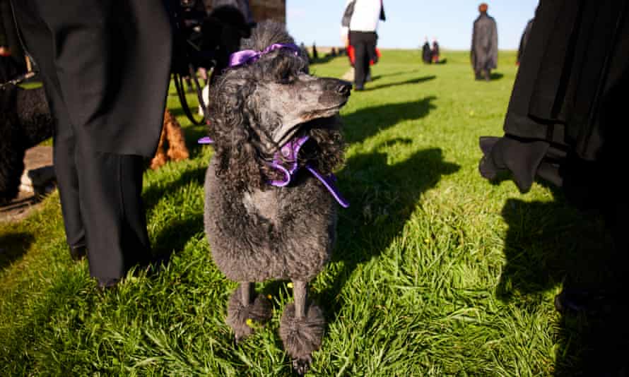 Un cómplice canino gótico.