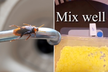 Soy un experto en limpieza: mi método de tres ingredientes mata las cucarachas