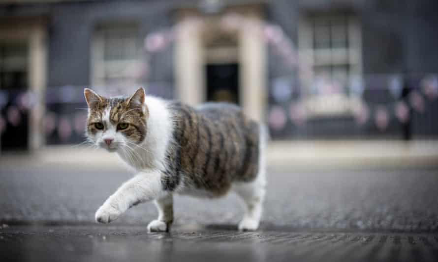 Larry, el gato de Downing Street.