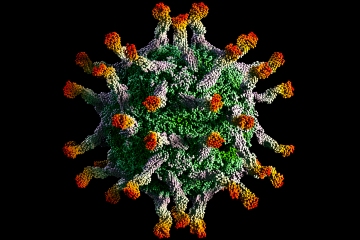 Luchando por contener la epidemia de poliomielitis tras los primeros rastros detectados en febrero
