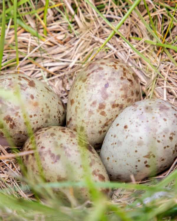 huevos de zarapito