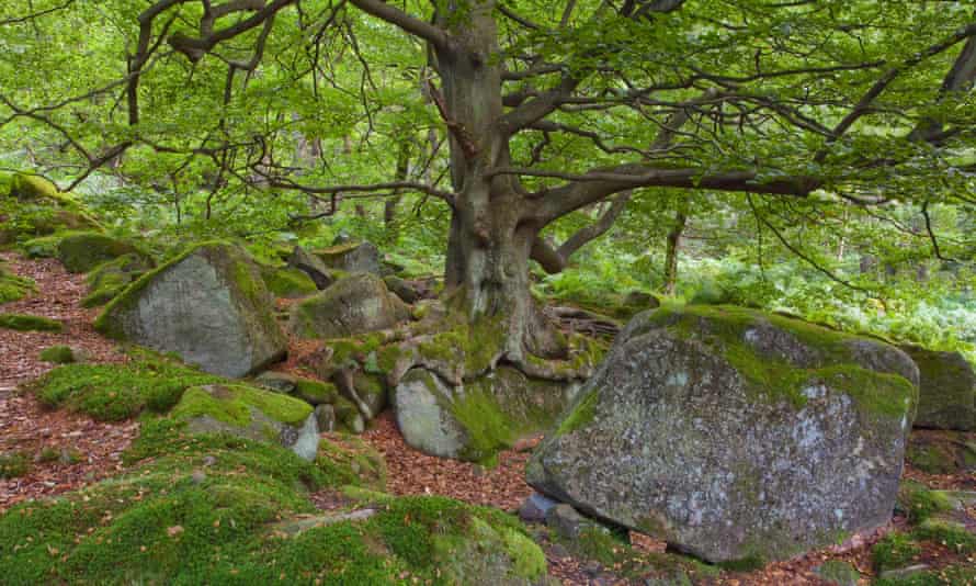 Laderas boscosas en Padley Gorge en el Peak District National Park, Derbyshire, Inglaterra.