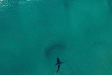Un gran tiburón blanco ataca a un surfista que lo combate desesperadamente
