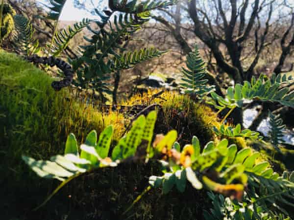 Helechos polipodios, musgos y ramas de líquenes en los árboles que crecen junto a O Brook en Dartmoor.