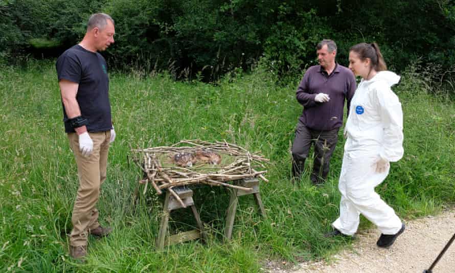 Karl Ivens, a la derecha, el oficial de campo de la RSPB Simon Dudhill y la veterinaria Sophie Common preparan polluelos de milano real para España.