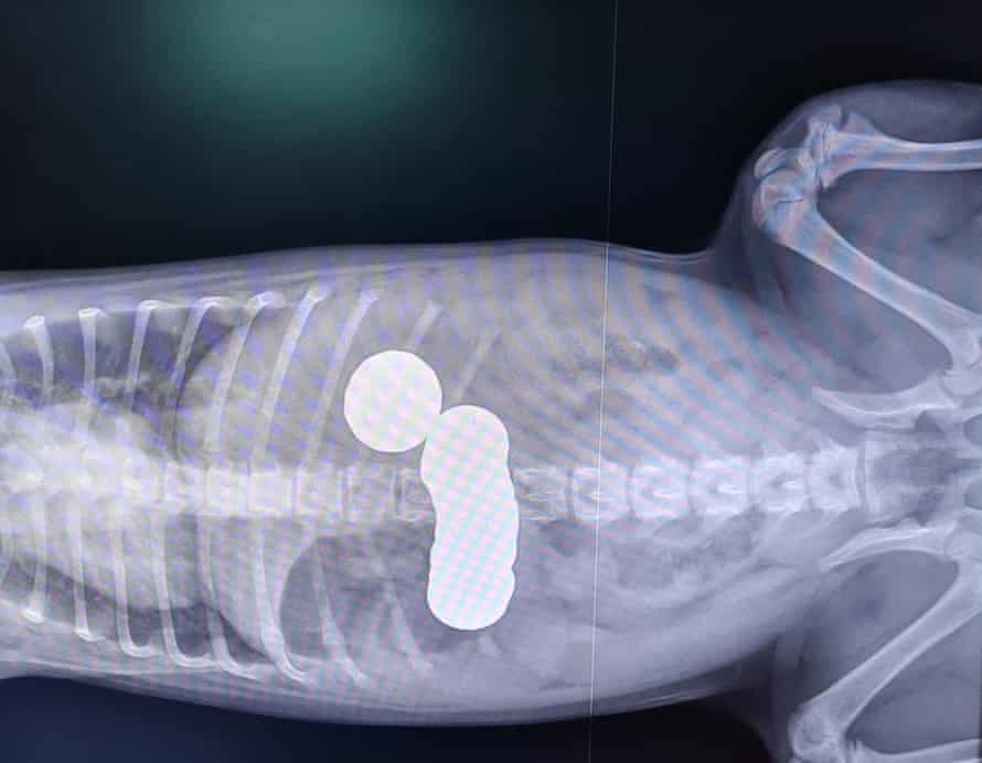 Los rayos X de Daisy revelaron que el cachorro de 12 semanas se había tragado 20 monedas del bolso de su dueña.