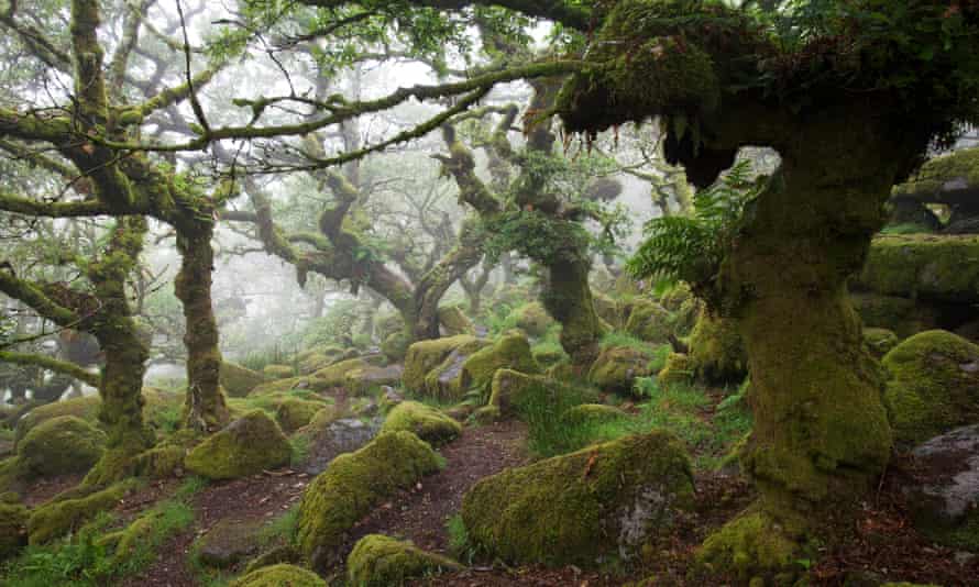 Árboles veteranos en la Reserva Natural Nacional de Wistman's Wood en Devon, Inglaterra.