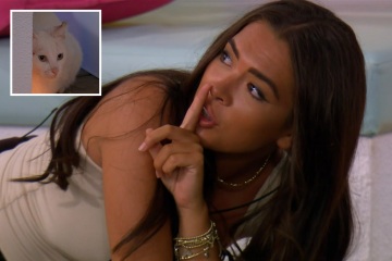 Los fanáticos de Love Island ruegan a los productores que salven a un gato 