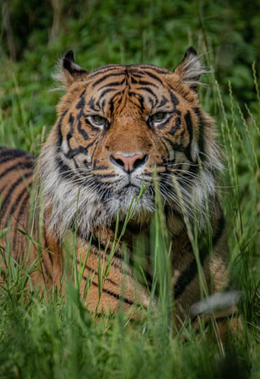 Un tigre de Sumatra llamado Dash ha sido reclutado por el Zoológico de Chester del Fota Wildlife Park de Irlanda para ayudar a proteger a esta especie en peligro crítico.
