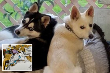 El horror de una pareja cuando el billete de lotería ganador fue DESTRUIDO por sus perros