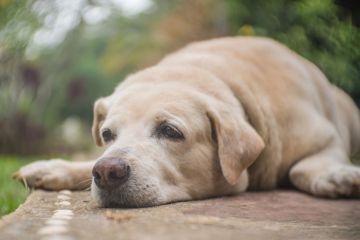 Soy veterinario: la razón por la que los perros entierran golosinas en el jardín te romperá el corazón 