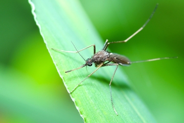 Soy un profesional de la jardinería - Mis sencillos pasos para deshacerme de los mosquitos en su jardín