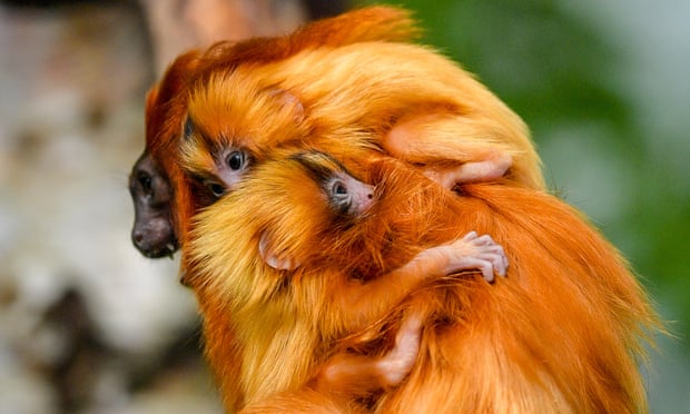 Los titíes gemelos dorados, nacidos en Bristol Zoo Gardens, se aferran a sus padres.