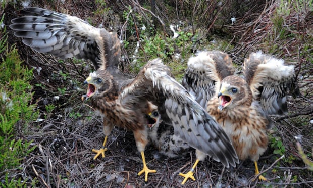 Pollitos de aguilucho pálido de un mes en el norte de Inglaterra.