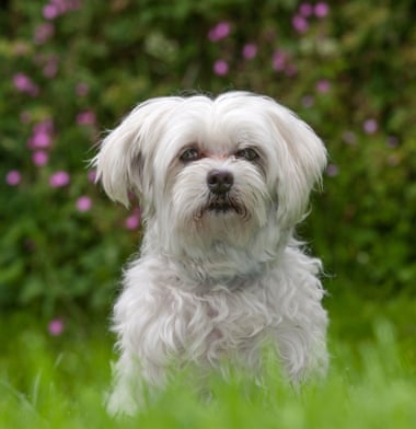 perro maltés