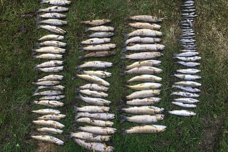 peces muertos en filas en la orilla del río