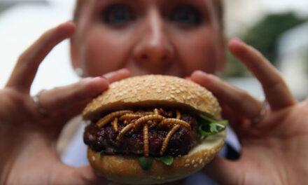 Los espectadores de Aldi’s Next Big Thing ‘asqueados’ por las nuevas hamburguesas de bichos – furiosos ‘¡dejen de intentar hacernos comer bichos!’