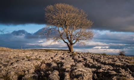 Un árbol en las aceras de piedra caliza por encima de la aldea de Malham en Yorkshire Dales.