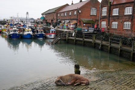 Una morsa descansa en el puerto de Scarborough.