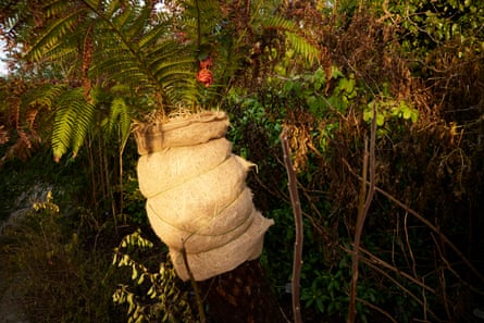 Plantas en el jardín Sub-Tropicana en Harlow Carr, cubiertas para protegerlas de las heladas.