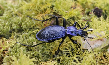 Un escarabajo azul.