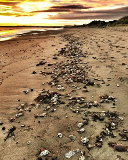 Cientos de cangrejos muertos en la playa de Seaton Carew, Hartlepool, en octubre de 2021.