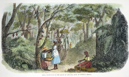 Un grabado en madera de 1856 que representa una plantación de cacao en Granada.
