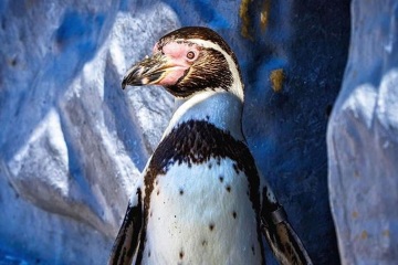 Los veterinarios usan un truco extraño para mantener quietos a los pingüinos del parque para los rayos X