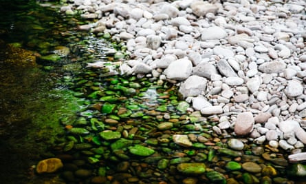 Algas sobre piedras en el lecho del río Wye.