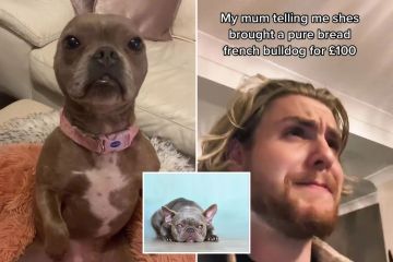 mi madre compro un bulldog frances