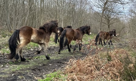 Ponis Exmoor