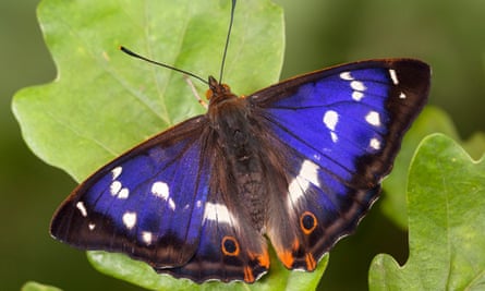 mariposa emperador púrpura
