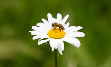 Una abeja en una flor de manzanilla
