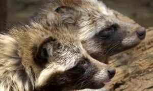 Perros mapaches en una jaula en el zoológico Ueno de Tokio