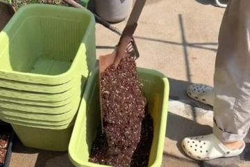 Soy un gurú de la jardinería: ataca tu jardinera para que florezcan tus macizos de flores.