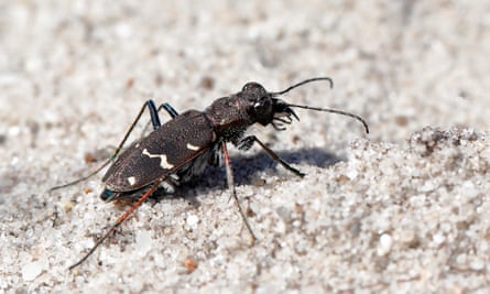 Escarabajo tigre Heath en la super reserva