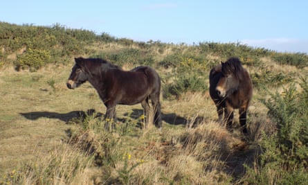 Dos ponis Exmoor en Purbeck Heaths