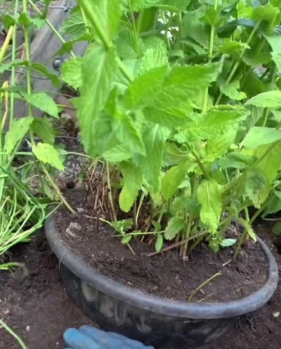 Solo necesita asegurarse de que el borde del balde esté al menos a dos pulgadas del suelo.