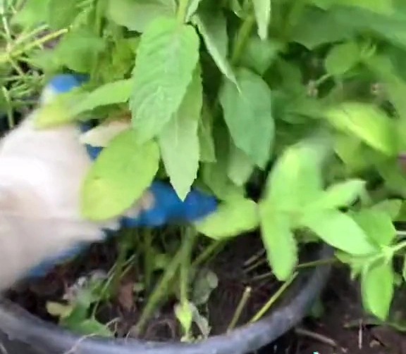 Sin embargo, puede solucionar el problema plantándolo en un balde