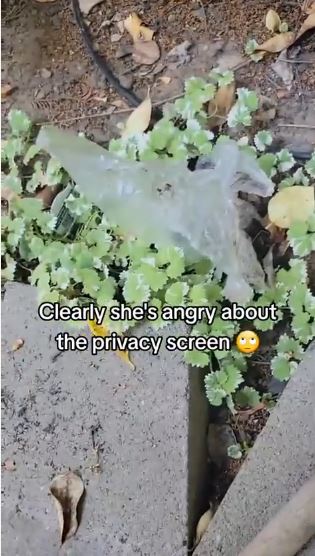 El vecino sublevado incluso arrojó caca de perro por encima de la cerca