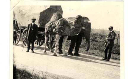El camello y el elefante de Bostock y Wombwell tirando de un carruaje tirado por caballos por la carretera en 1910.
