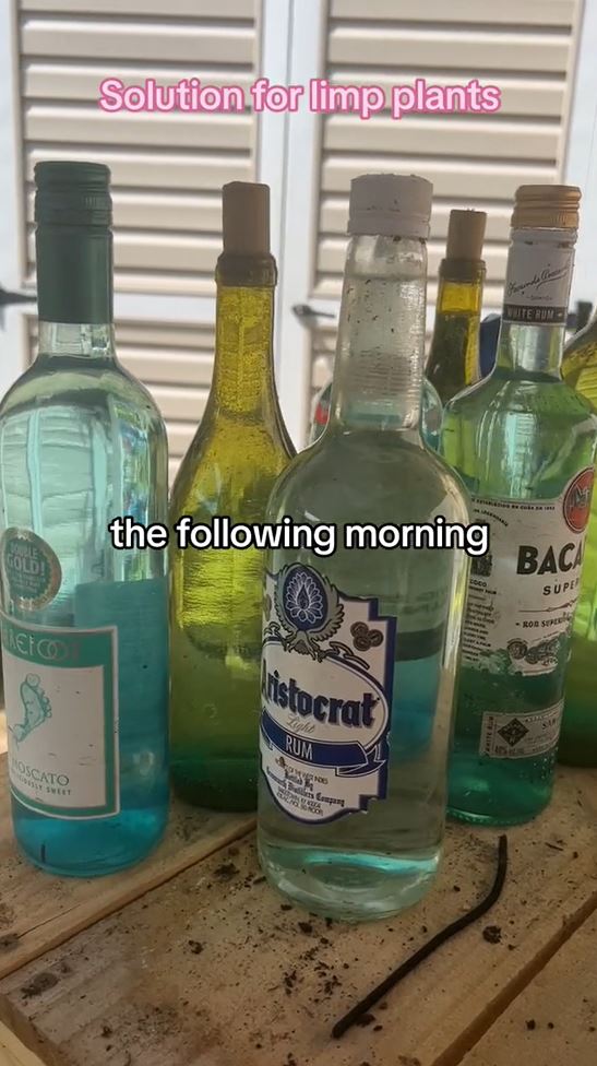 Stacey, una jardinera sureña, compartió su solución simple para darle vida a las plantas.