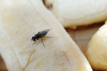 Cómo deshacerse de las moscas con un ingenioso truco de 89p usando artículos de cocina comunes